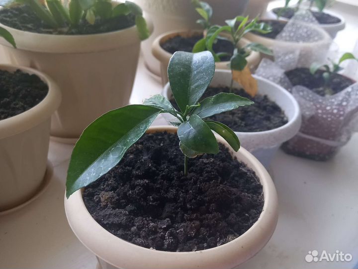 Мандарин. Ростки