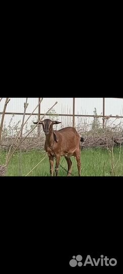 Дойные козы