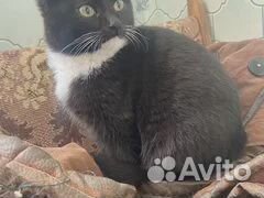 Котята ищут дом