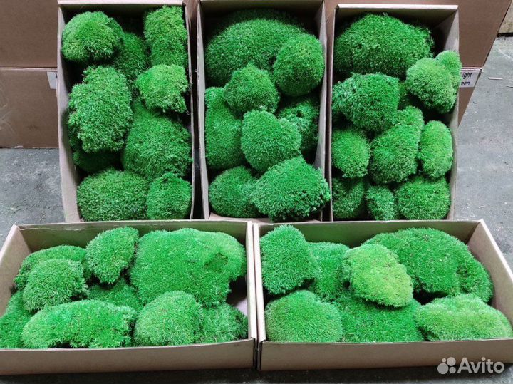 Мох Стабилизированный ягель, кочка, пласт, панно