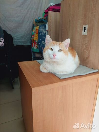 Рыжий котик