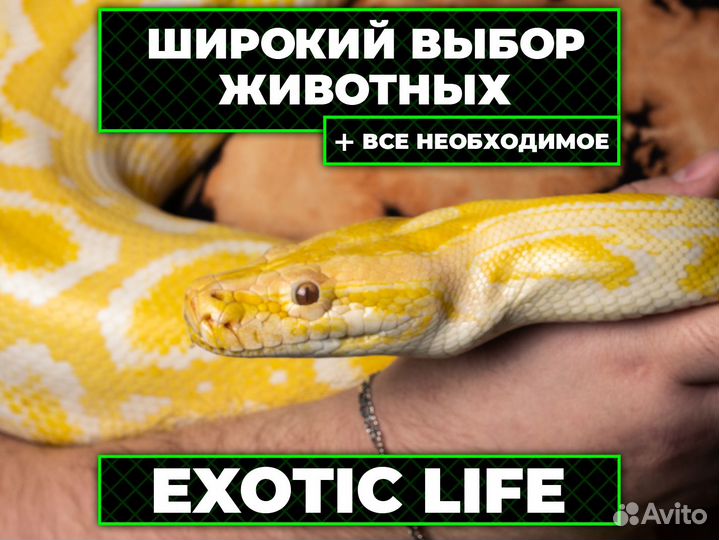 Тигровая змея