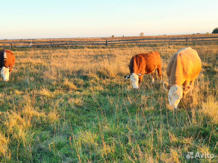 Бычки и телки
