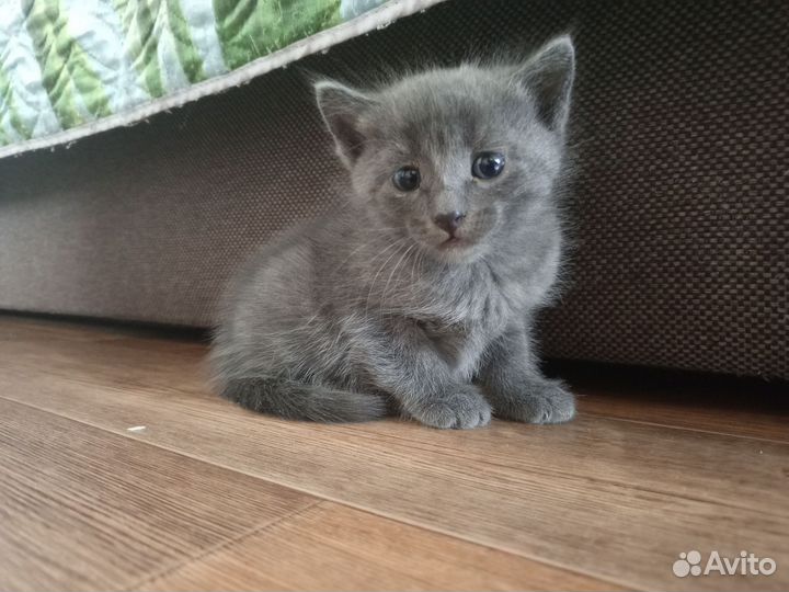 Дымчатый котенок
