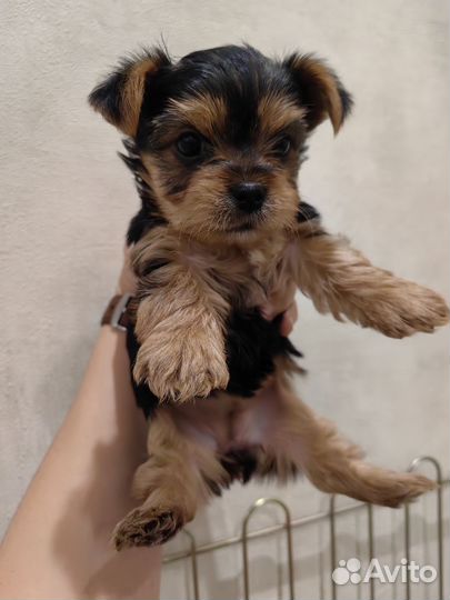 Йоркширский терьер щенки