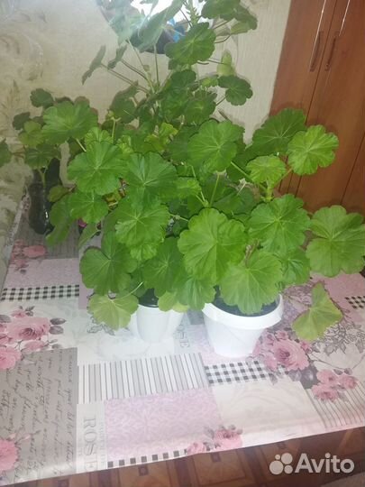Герань розебудная