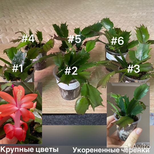 Декабрист шлюмбергера