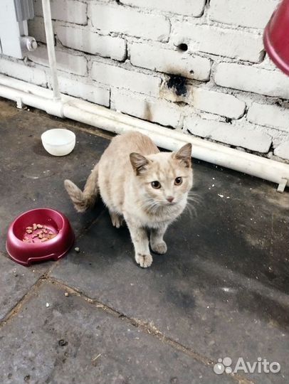 Кошечка и котик мечтают найти хороших хозяев