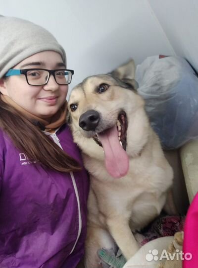 Собака в добрые руки бесплатно. Персик