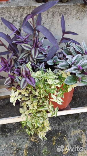 Традесканция 4 вида