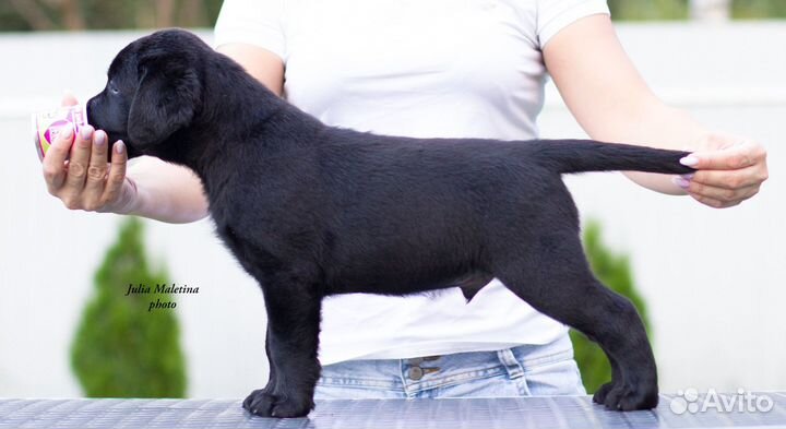 Щенки лабрадора