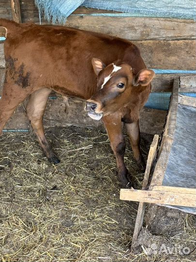 4 Бычка 1 тёлочка