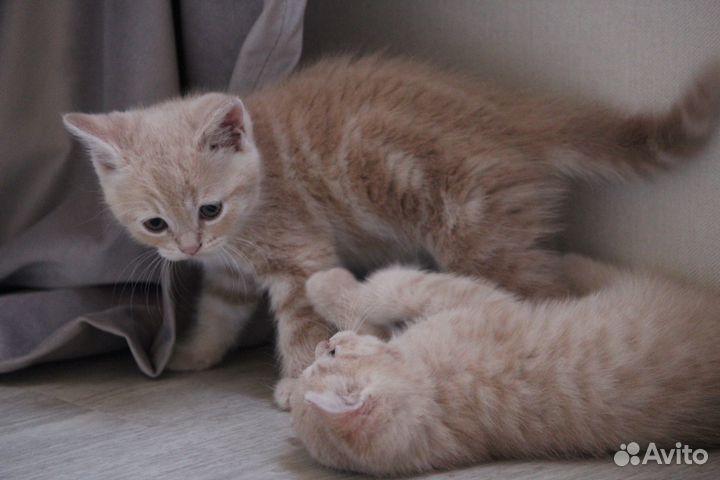 Британские котята