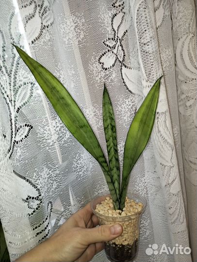 Сансевиерии сортовые