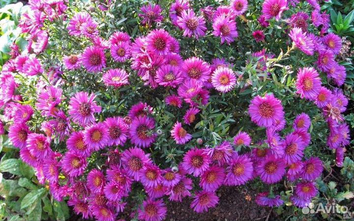 Растения для сада