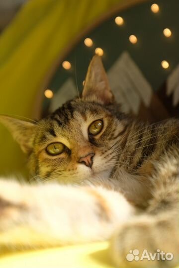 Котенок ласковый в добрые руки