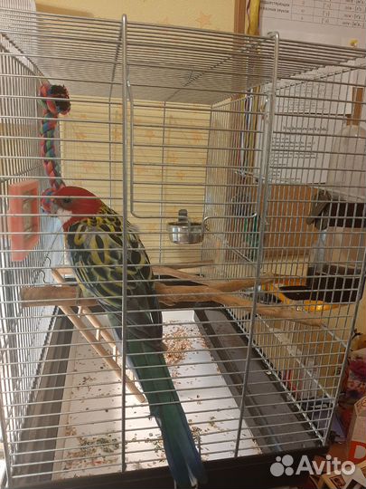 Попугай розелла