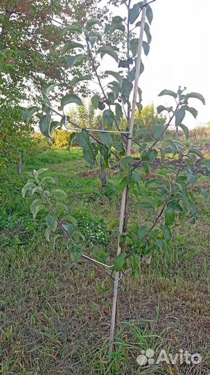 Саженцы яблонь