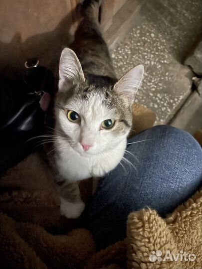 Котик в добрые руки