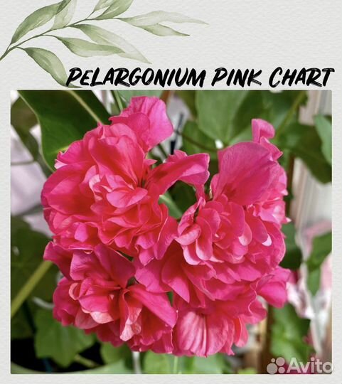 Пеларгония герань плющелистная Pink Chart