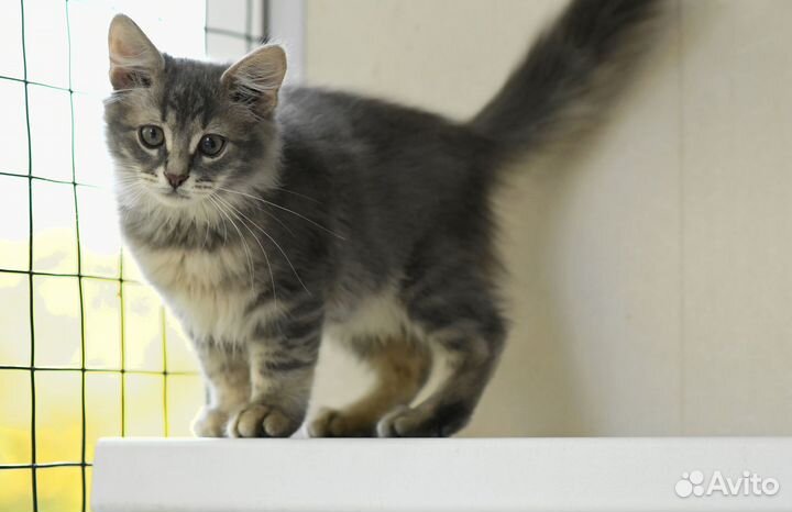 Котенок Бетти в добрые руки