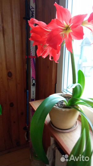 Гиппиаструм