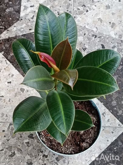 Фикус Эластика Мелани