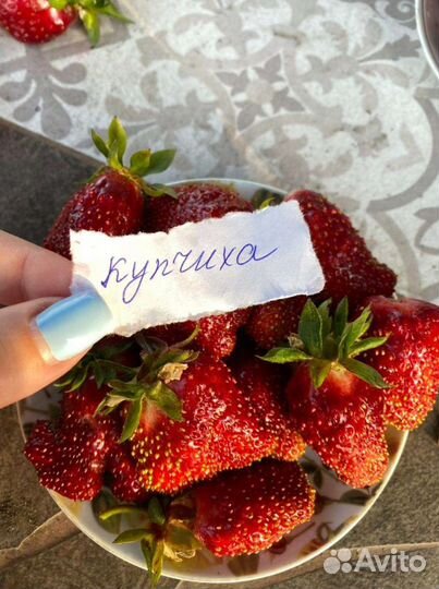 Клубника саженцы