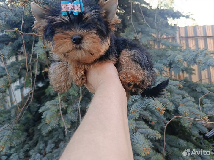 Мальчик с документы РКФ