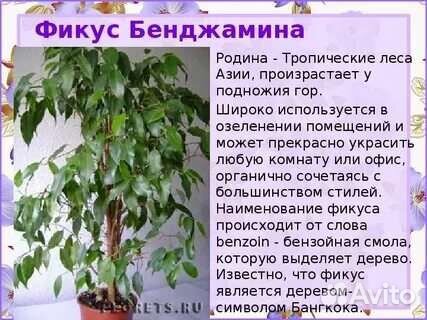 Фикус Бенджамина