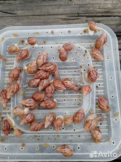 Улитки ахатины