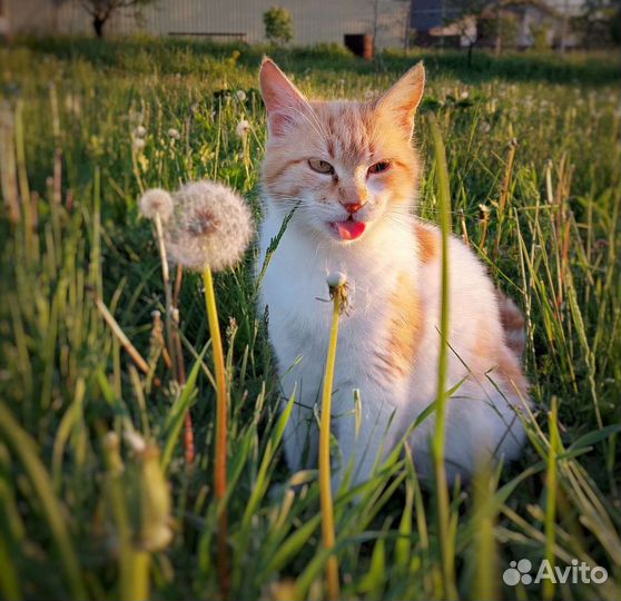 Кошка в дар бесплатно