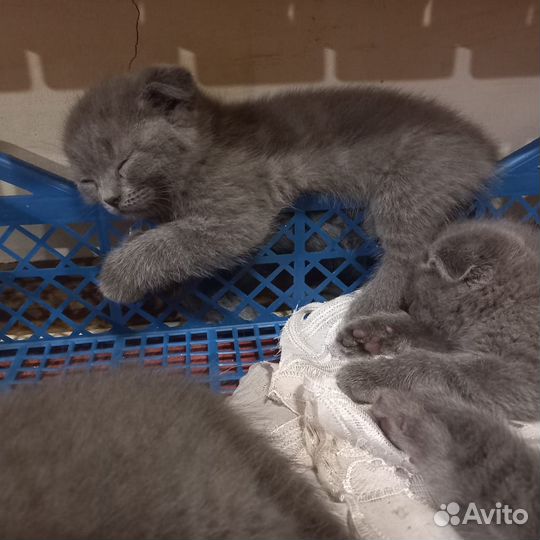 Шотландские котята