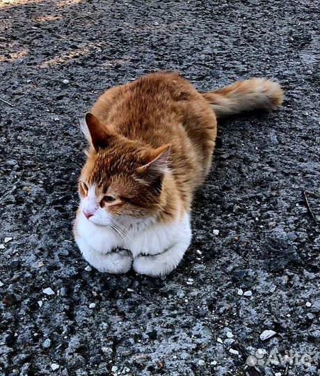 Котик-подросток очень ищет дом