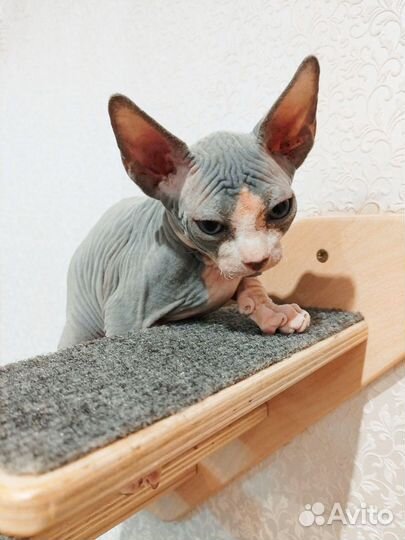 Канадский сфинкс котенок