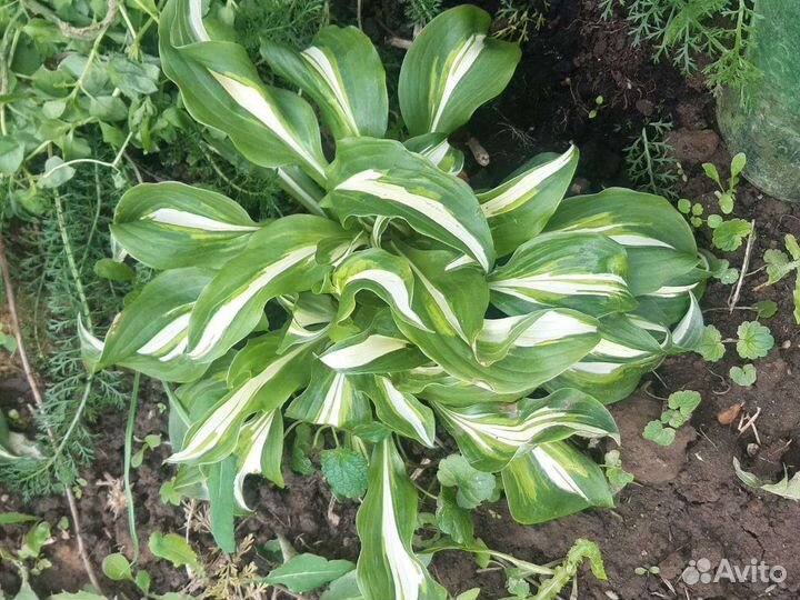 Хосты сортовые