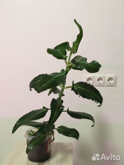 Каланхоэ дегремона