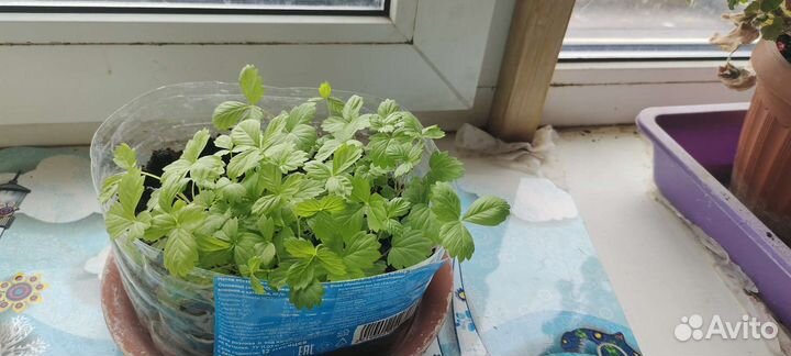 Рассада жёлтой земляники