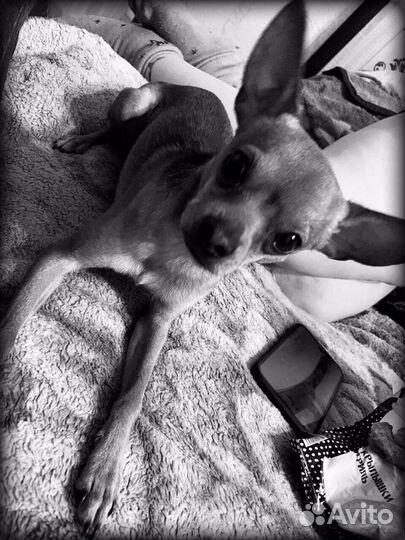 Русский той-терьер для вязки