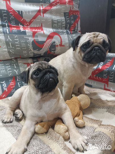 Щенки Мопсов