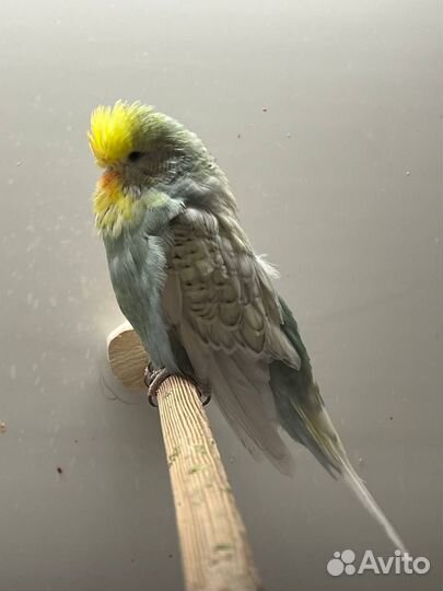 Выставочный волнистый попугай