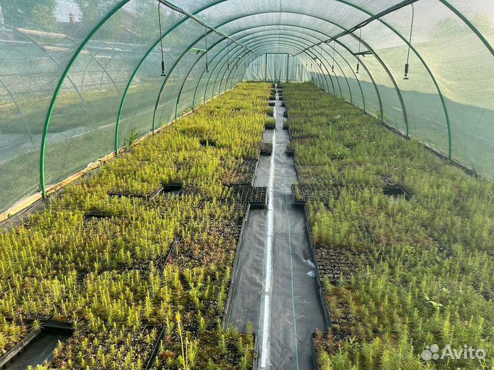 Саженцы ели зкс от производителя