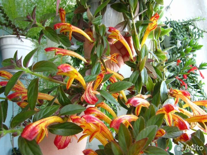 Колумнея Мэри Джейн Эванс