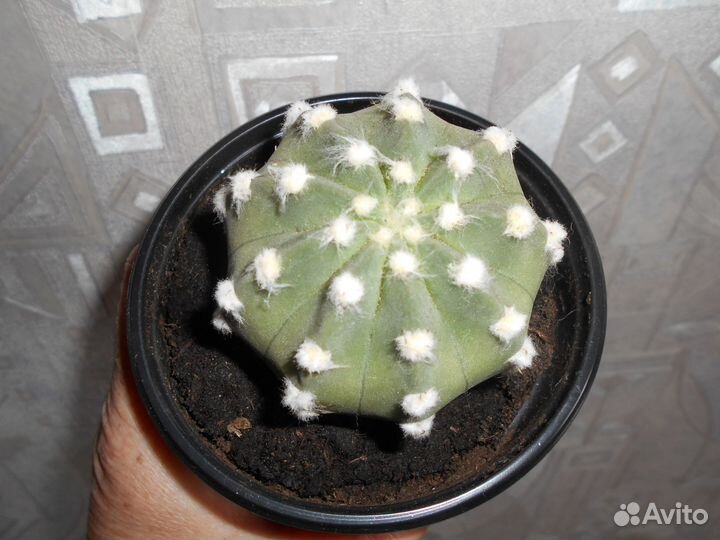 Кактусы -суккулент