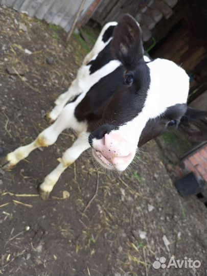 Теленок 2месяца