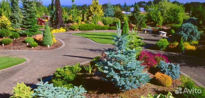 Семена ель голубая Мажестик и др виды