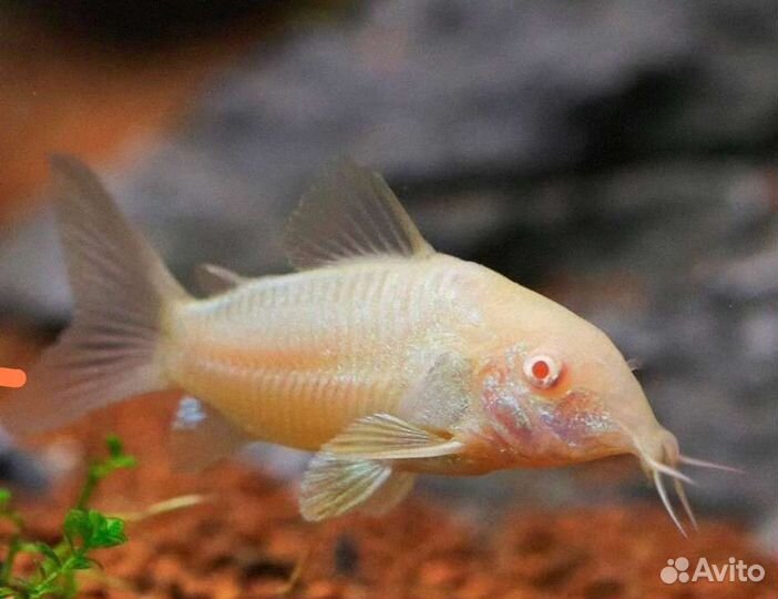Коридорас золотистый альбинос - Corydoras aeneus