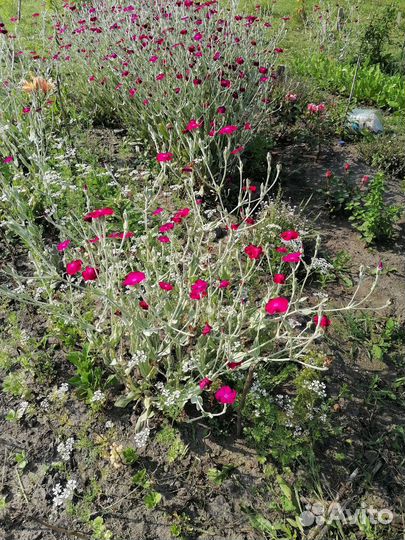 Василек жёлтый, лихнис корончатый