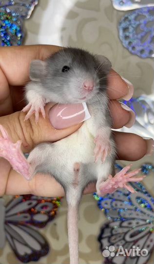 Крыса. Крысята. Дамбо крыса. Питомник