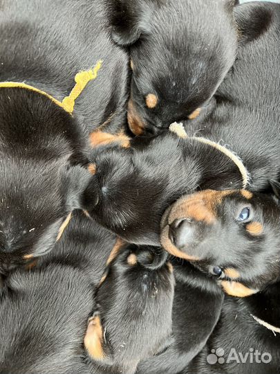 Щенки добермана